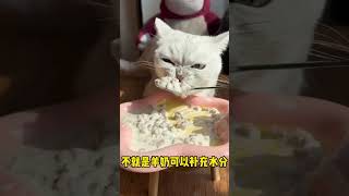 应该没有小猫咪能拒绝香香补水的羊奶肉包吧#萌宠好物 #猫零食 #羊奶肉包