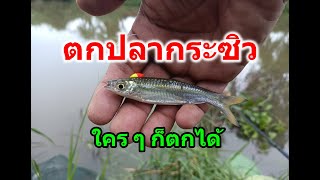 ปลาซิว ใคร ๆ ก็ตกได้  EP.57 (ปลา กะ ป๋อง fishing)