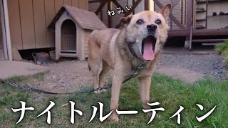 【TikTokで話題】雑種犬コロちゃんのナイトルーティン