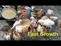 Healthy Food for Baby Chicks to Fast Growth || Chicken Feed List