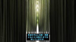 【植物】驚きの成長速度！竹の生育スピードに迫る