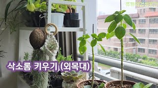 삭소롬키우기(외목대) 🍒