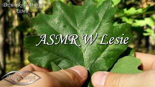 {ASMR} Las, Liście, Szyszki, Patyki, Mech 🌳 Szelest, Chrupanie i Przyjemny Szum Wiatru 🍀 No Talking