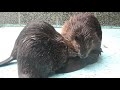 アメリカビーバー　 おびひろ動物園 北海道