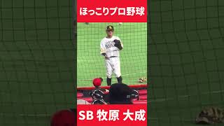 少年とキャッチボールするソフトバンクホークス牧原大成選手　#shorts #baseball #プロ野球