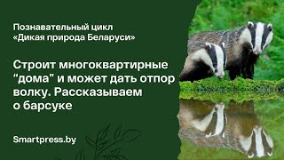 Строит многоквартирные “дома” и может дать отпор волку. Рассказываем о барсуке