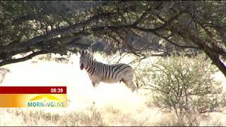 SanParks week -  Mokala National Park in the Northern Cape