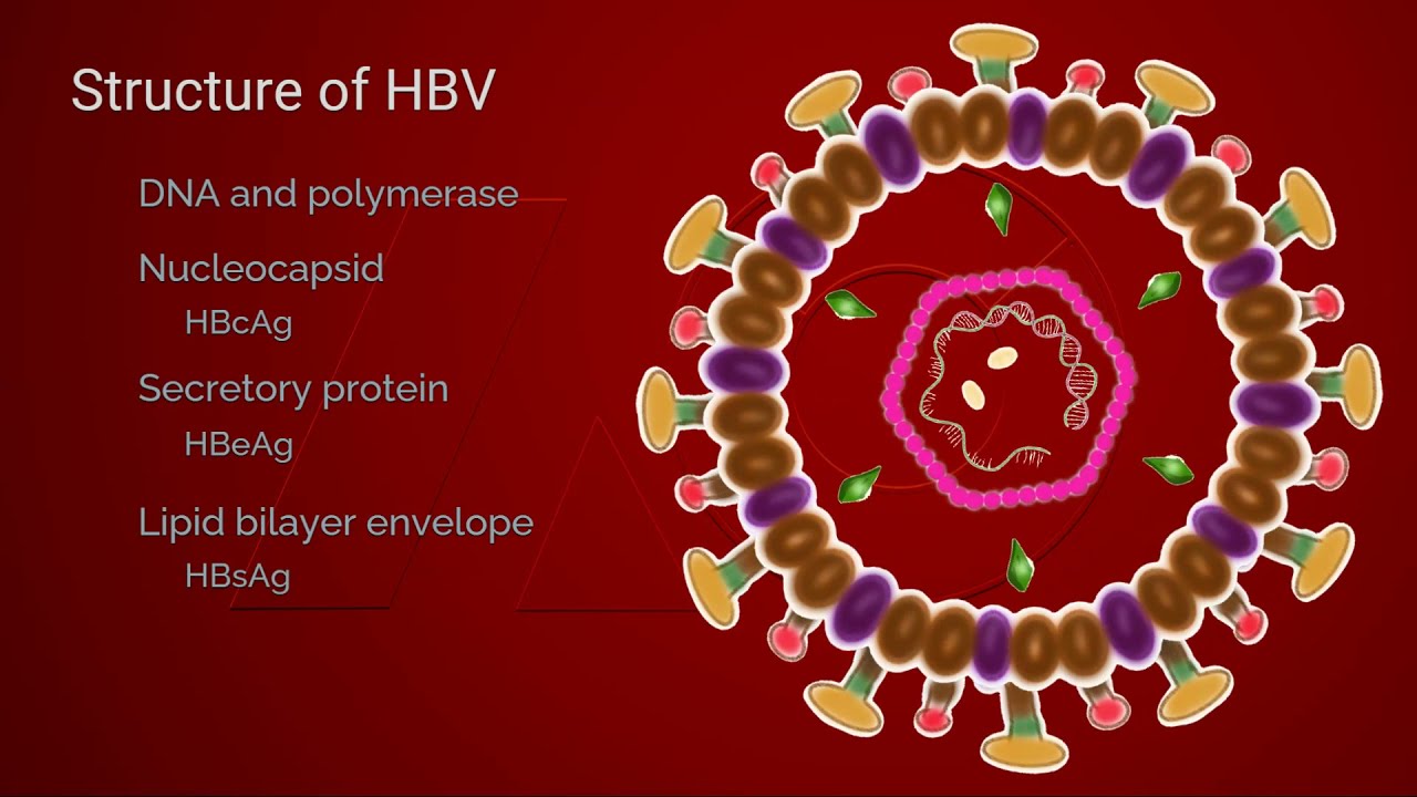 Hepatitis B Life Cycle - YouTube