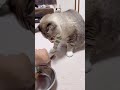 【おやつ】ササミＶＳカツオ ねこチャック cat 猫