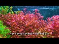 수초 광합성 작용은 이렇게 일어납니다. plant fish tank