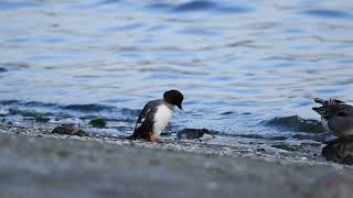 ♪鳥くん野鳥動画（千葉県船橋市・三番瀬バード）ホオジロガモ20190126JO6A2827