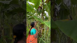 #வாழைமரம் 🍌#banana tree 🌴#வாழை மரத்தின் நன்மைகள் #banana tree benefits #naturalshorts🍀