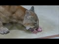 2016.11.1 puma　ピューマ　リンカーン（１６歳♂）　食事タイム　早食いのリンカーン　（日本平動物園）