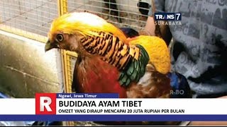 TRANS7 JAWA TIMUR - Cantiknya Ayam Tibet