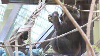 梁の上でのんびり寛ぐゴリラの母子ゲンキとキンタロウ【京都市動物園】