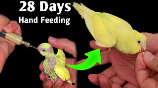 The Fascinating Growth Stages of Baby Budgie by Hand feeding