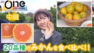 【中継】みかん狩りシーズンが始まったばかりの観光農園「やすぎ観光みかん園」