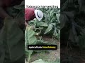 tobacco harvesting