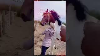 Best Wild Horses Mare Compilation of some Wild Horse Fights Video #305