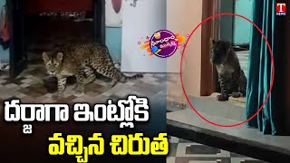 Maharashtra: Leopard enters home in Satara; rescued by forest department| Dhoom Dhaam Muchata|TNews