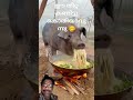 വല്ലാത്ത വിശപ്പ് എനിക്ക്😋 short video😍🐖