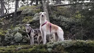 Vilja & Luna Borzoi - my sunshine and moonlight