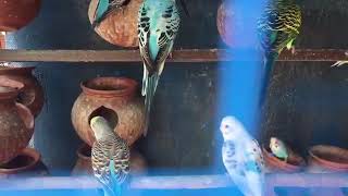 Yay may khaa aa gya 🤷🏼‍♂️/ itnay zayda birds🐇🐓🕊🦜🦜# Beautiful birds #Birdsvlogs