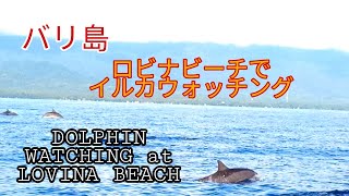 バリ島 || DOLPHIN WATCHING at LOVINA BEACH [ロビナビーチでイルカウォッチング]