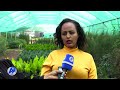 ለአረንጓዴ አሻራ መርሀ ግብር ከ1.2 ሚሊየን በላይ ችግጅ ለመትከል ዝግጅት