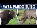 🔴 Ganado Pardo Suizo Caracteristicas ✅ Crea Tu Negocio Ganadero