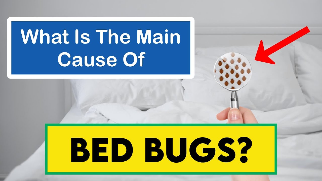 What Is The Main Cause Of Bed Bugs Youtube