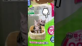 最近ネコちゃんのグッズが面白いですね