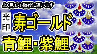 第１２弾　比較動画【光印】寿ゴールドの青鯉と紫鯉