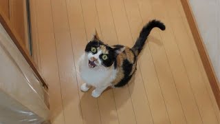 また猫に「ついてきて！」と呼び出されたのでついて行ってみると…