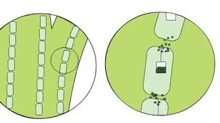 Why roots are formed with Rhizopon