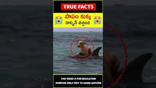 Dolphin saves dog life #humanity 😭పాపం కుక్క😭 #amazingfacts #truefacts #shorts