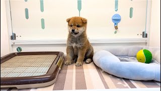 柴犬　子犬　尻尾振ってる姿が可愛い