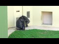 shabani シャバーニ gorilla family is energetic. ゴリラの家族は元気です キヨマサ、アニー、アイ、ネネ kiyomasa nene ai annie 217