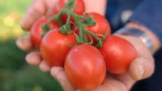 Pomidory gruntowe Cora Seeds ❗🍅 Poletka doświadczalne w Pawłowie❗