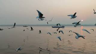 can seagull be fed at Ganges River?