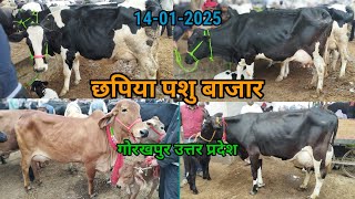 जनता पशु बाजार छपिया गोरखपुर उत्तर प्रदेश 14-01-2025  #pashumandijiwannagar #pashumandi #chappiya