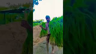 ଚାଷ ଅଛି ଯାହାର//chash achi jahar #tredingshorts #viralvideo #farmarvlog #farmlife #plzsu #youtuber🌾🌱🌾