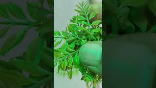 Medicinal plant सूख गया है फिर से हरा करे इस ट्रिक से।@Gardening with Art