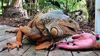 Gigantic resort iguana fearlessly eats from tourist's hand