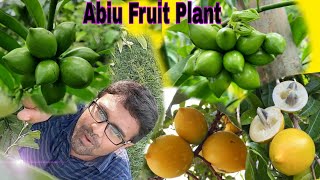 All About Abiu Fruit|Abiu Fruits|@moonlightassam2951