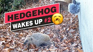 Hedgehog wakes up from hibernation for a little walk - Recke, Germany - Mar. 05, 2022