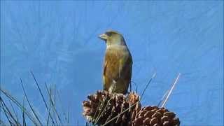 紅葉の始まった六甲山 冬鳥達もやって来た！－六甲山－2015 10 16