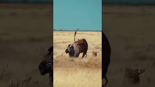 Zebra 🦓 vs Lion 🦁| animals| #quran #animals #foryou #viral