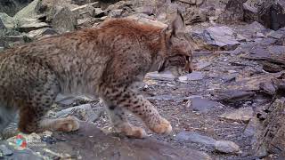 TDF Nature Series - Cliffwalkers of Chitral Gol - Punjabi