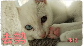 【オス猫の去勢手術】生後6ヶ月コハクのおタマが… 【オッドアイ白猫】Odd eye cat